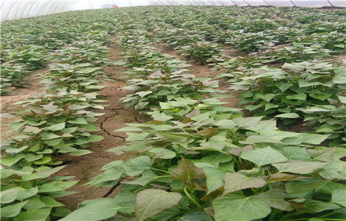 广安紫薯苗子种植基地