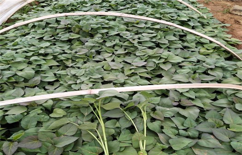 烟台紫薯种苗种植厂家