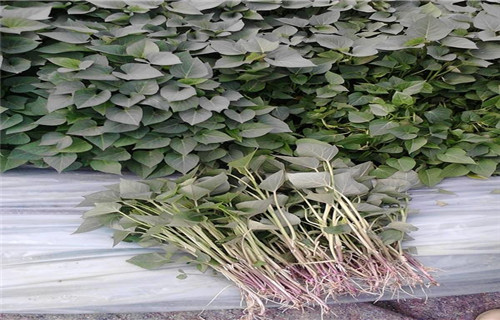 北京紫地瓜苗子种植基地