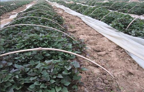 延边鲜食型紫薯苗种植基地