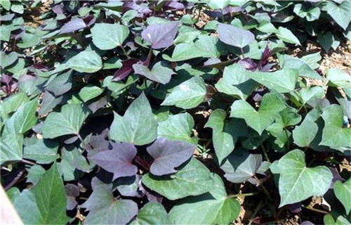 衢州紫薯苗（绫紫）种植厂家