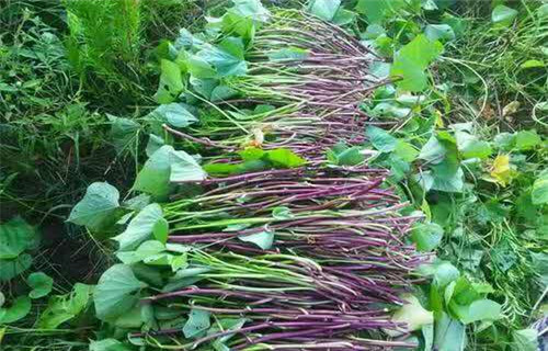 泉州紫薯种苗源头厂家