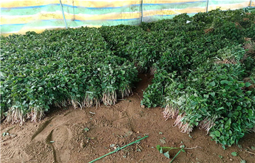 自贡鲜食型紫薯苗种植基地