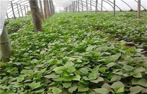 秦皇岛鲜食型紫薯苗种植基地