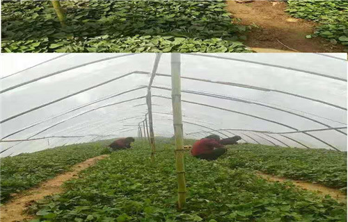 郴州紫薯种子种植基地