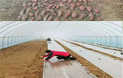 乌兰察布紫红薯苗种植厂家