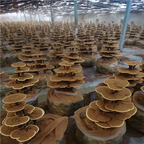 甘肃省张掖市临泽县灵芝菌种出厂价格