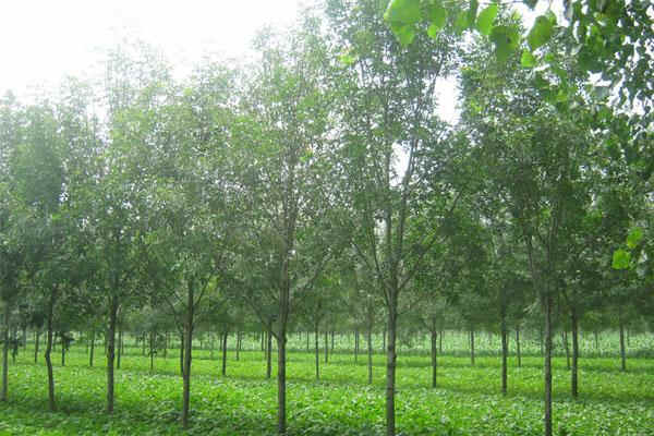 徐州
17公分精品白蜡

出售2-15公分白蜡树