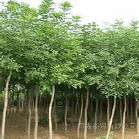 徐州
17公分白蜡
专业种植