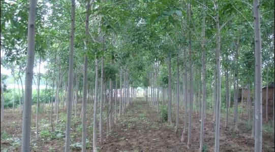 荆州25公分白蜡专业种植