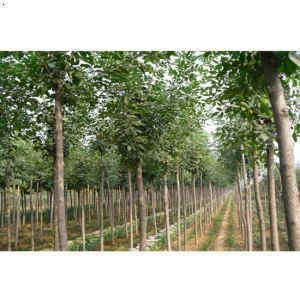 朔州17公分白蜡出售2-15公分白蜡树