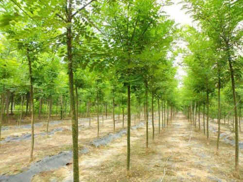 滁州15公分白蜡专业种植