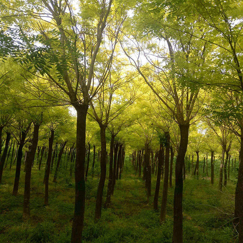 澳门园林绿化国槐包成活
